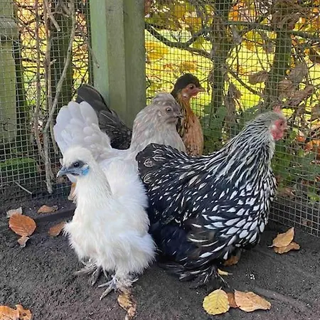 Studio 22 - Woonboerderij Haaren (North Brabant)